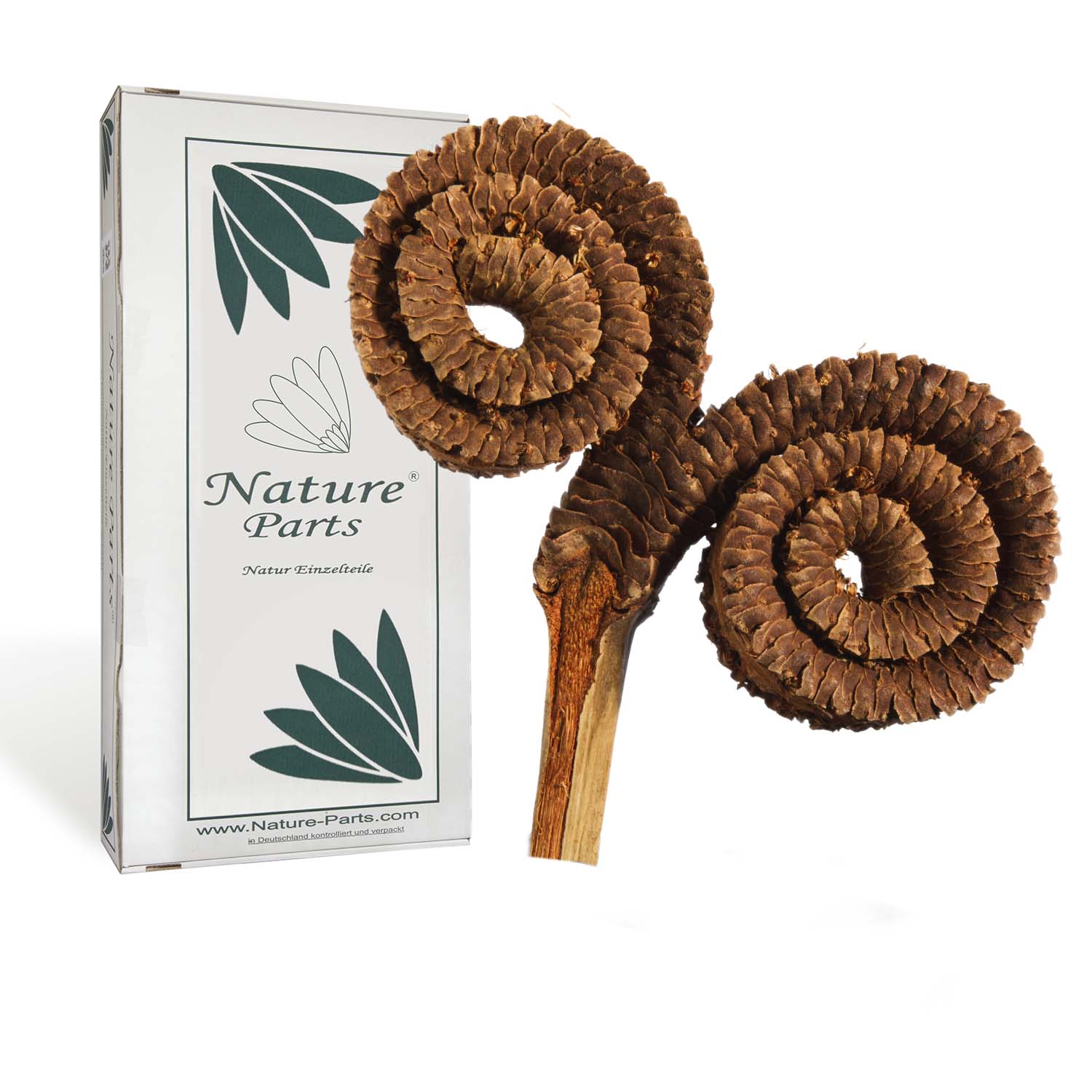 Palm Ring - Natur (35 Stück)