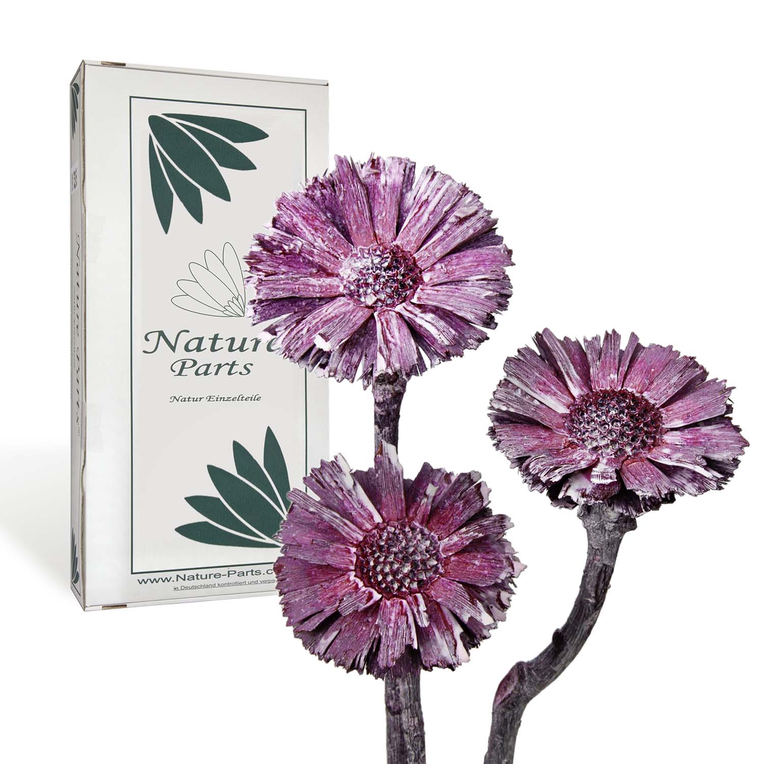 Protea - Medium - Frosted Pink Erika (40 Stk.)