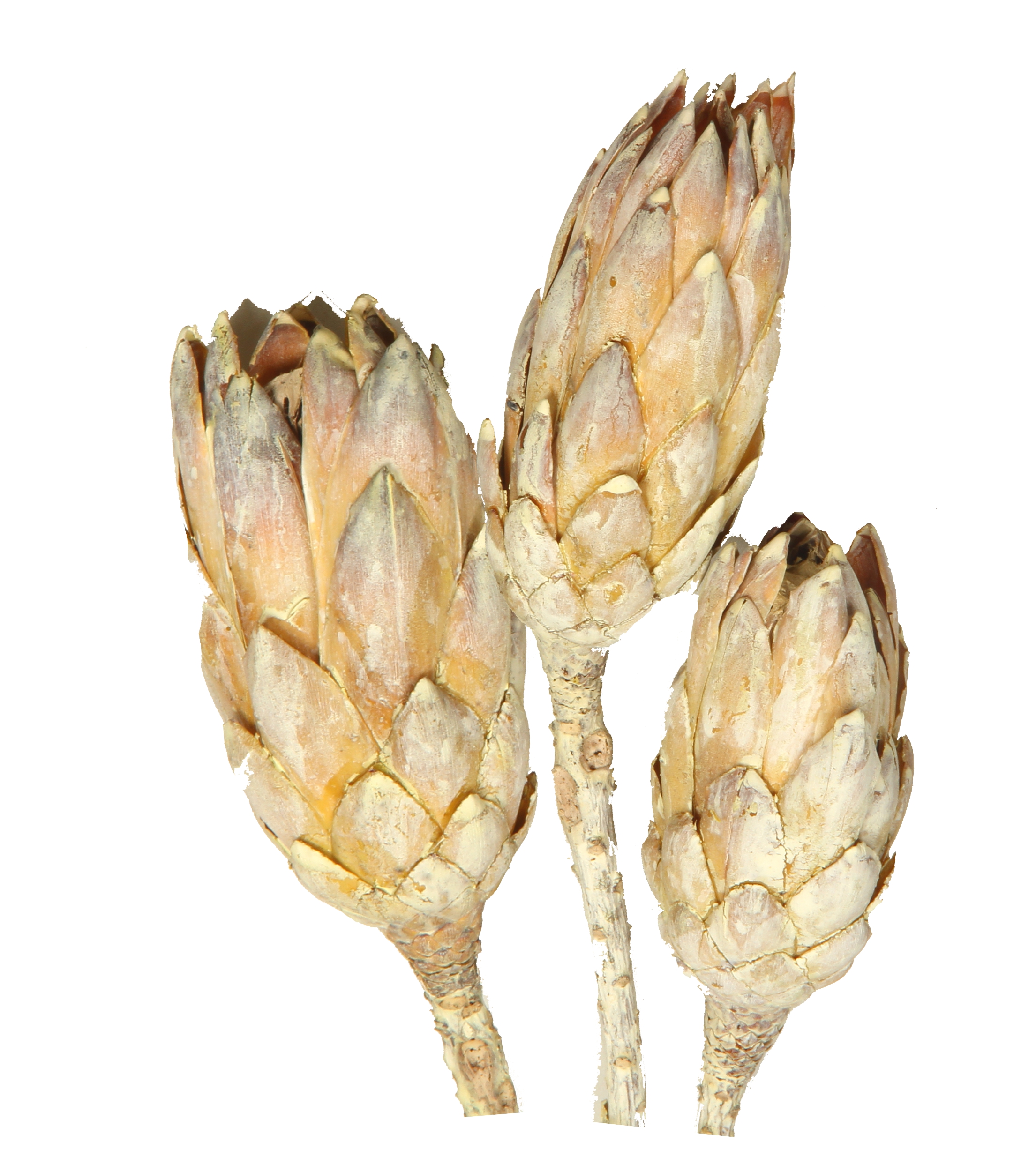 Protea Repens Klein - Whitewashed 1. Wahl