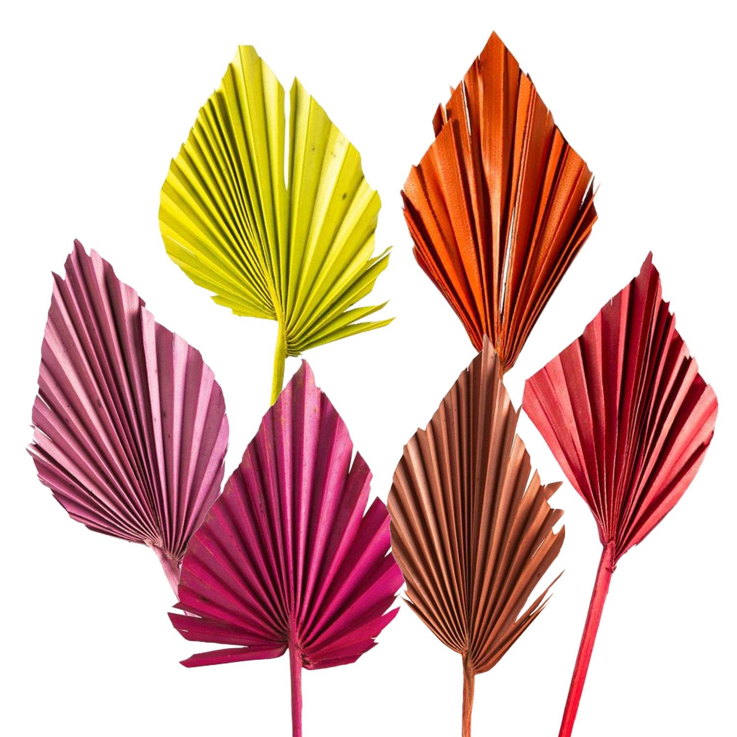 Palm Spear - Mini - Gefärbt