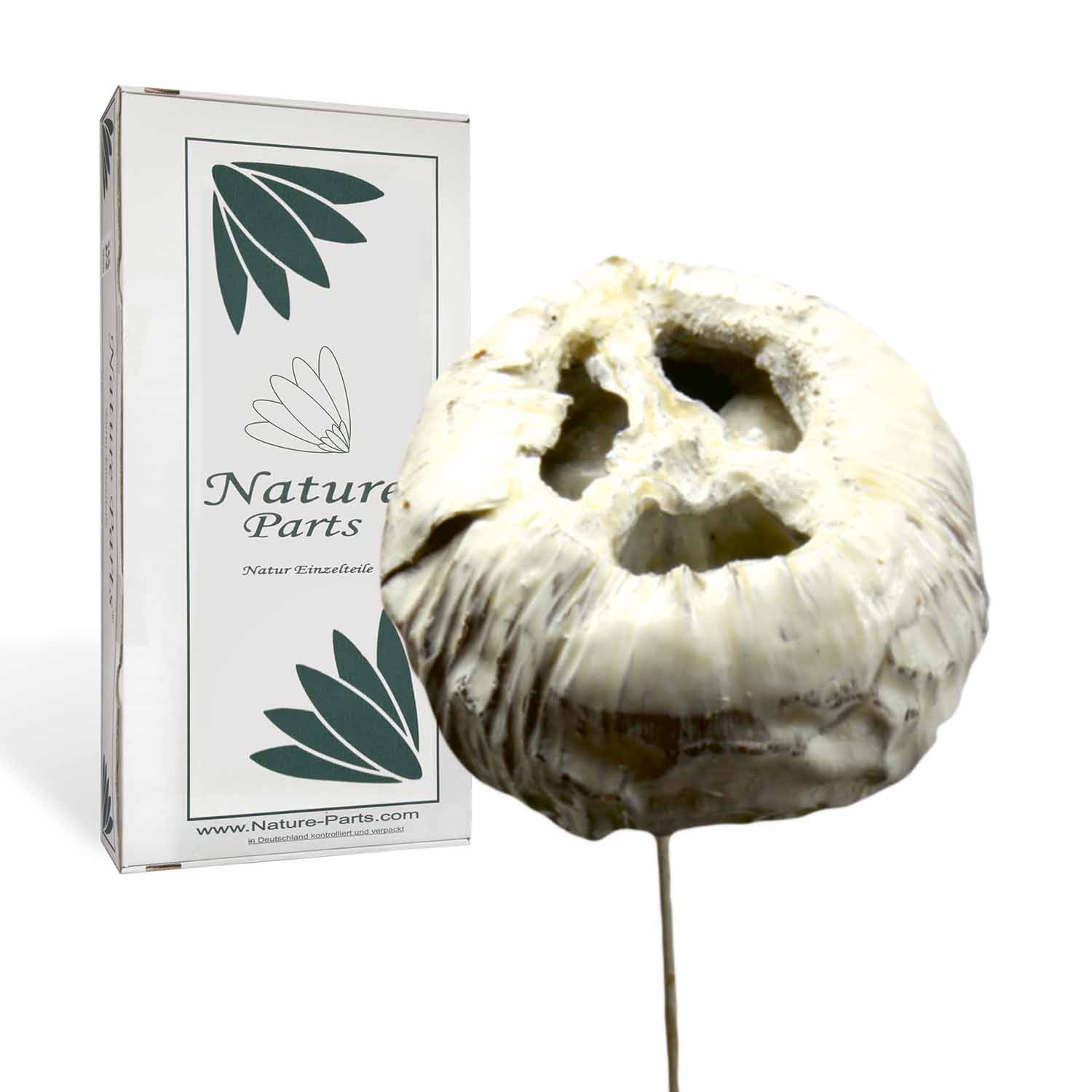 Talami - gewachst - Creme Weiß (30 Stück)