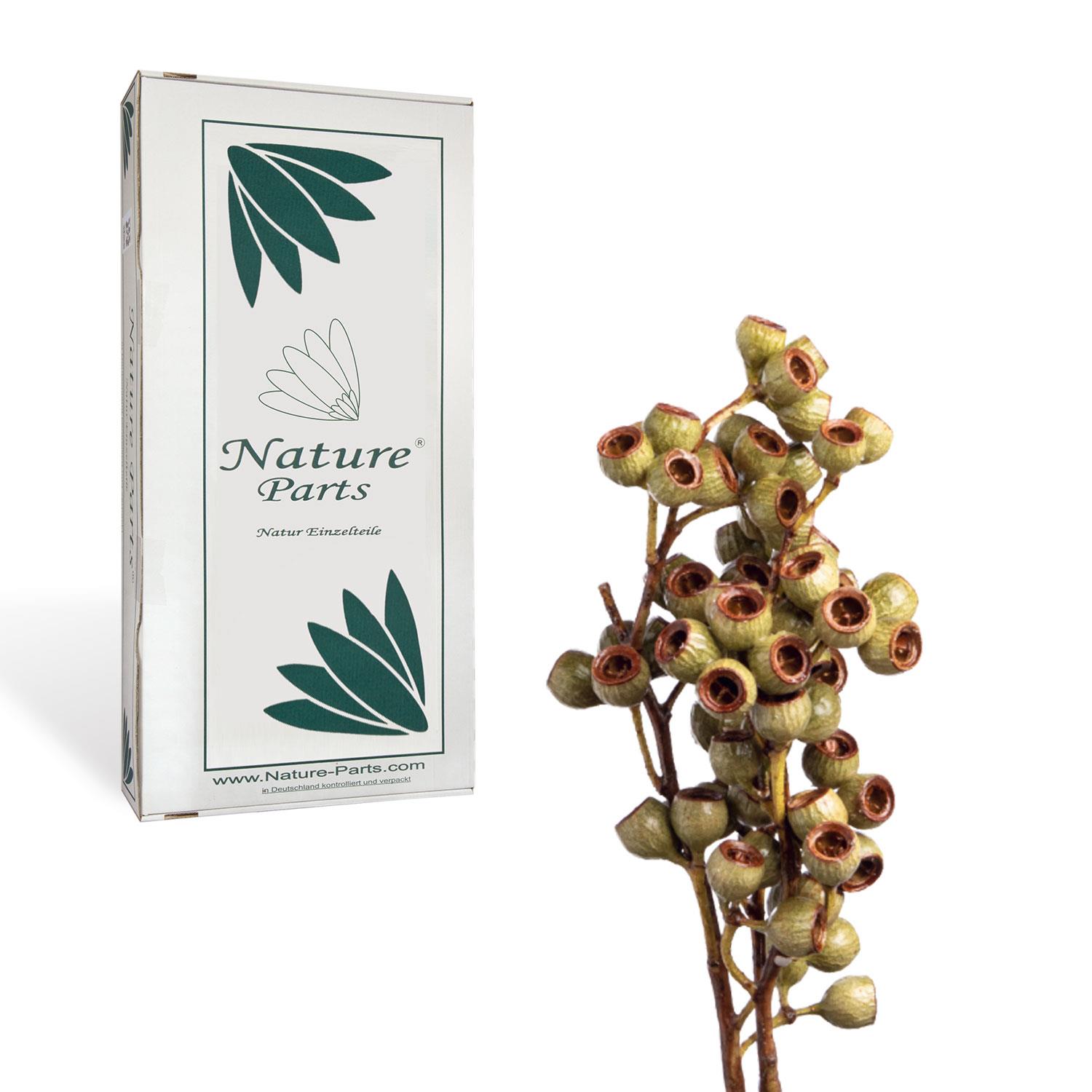 Eukalyptus Zweig - gewachst - Natur (50 Stück)