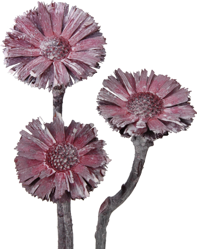Protea geschnitten medium in Frosted Pink Erika