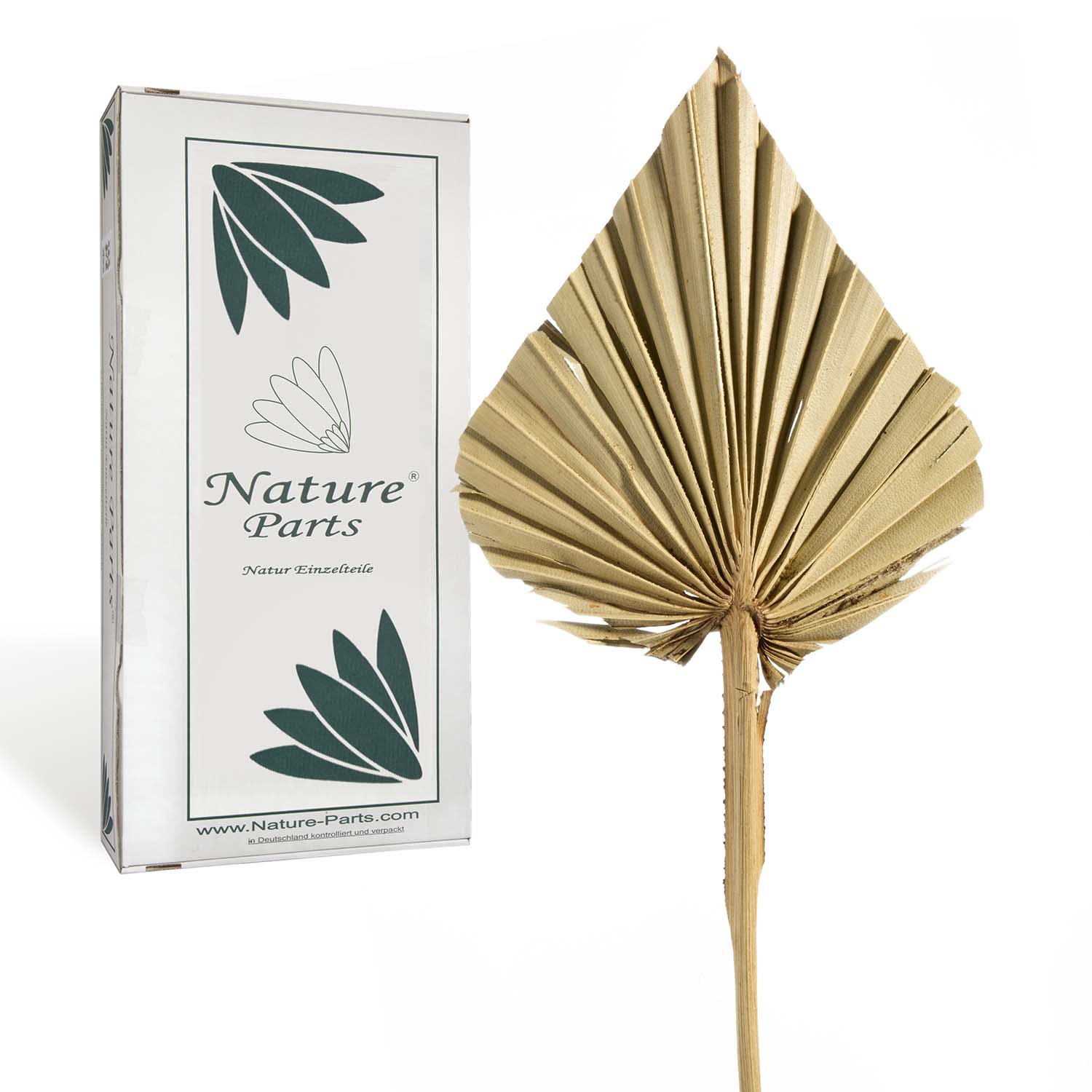 Palm Spear - Medium - Natur (50 Stück)