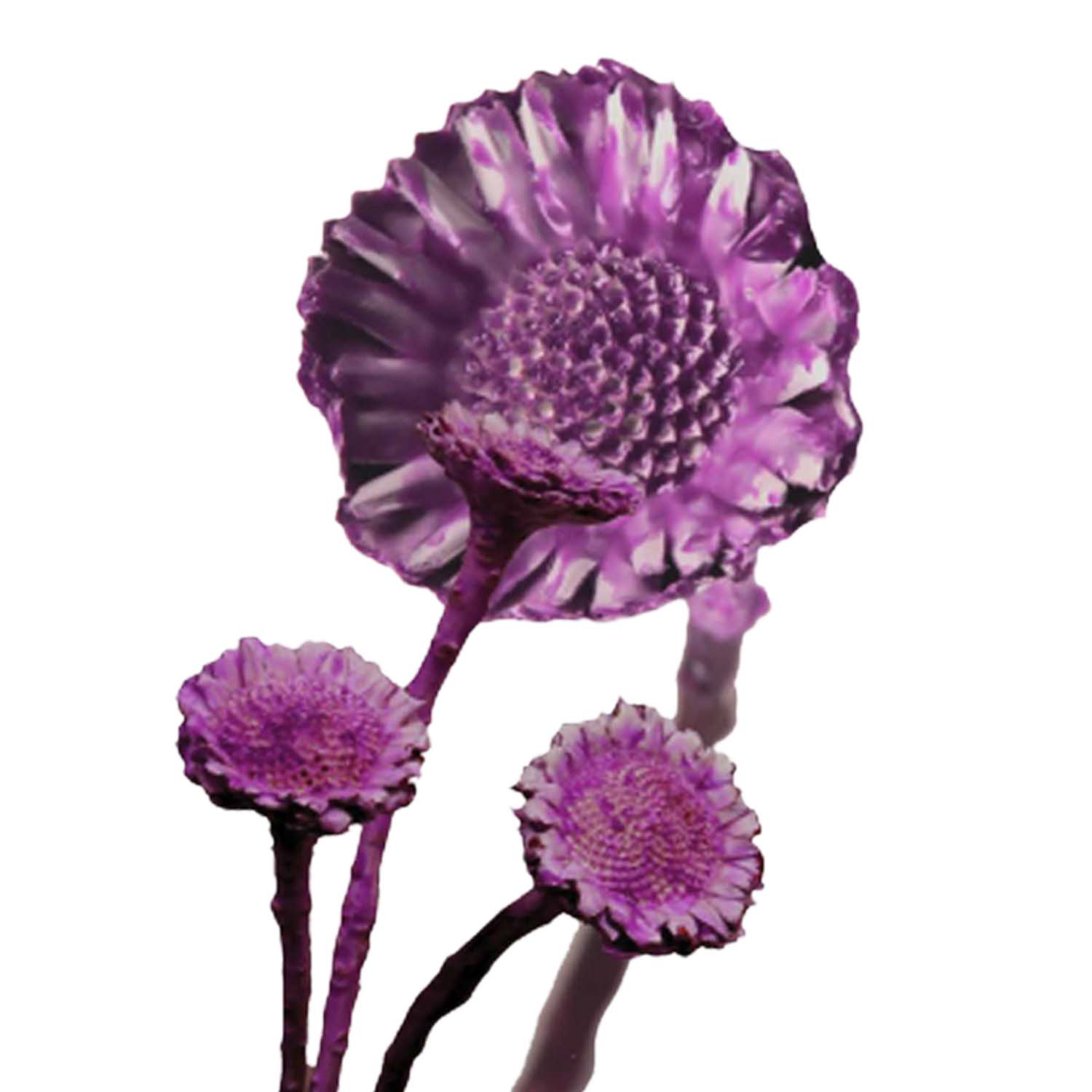 Compacta - Medium - gewachst - Brombeer