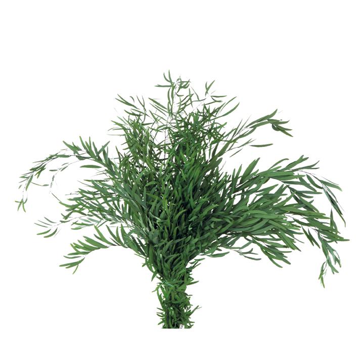 Nicoly Eukalyptus - green
