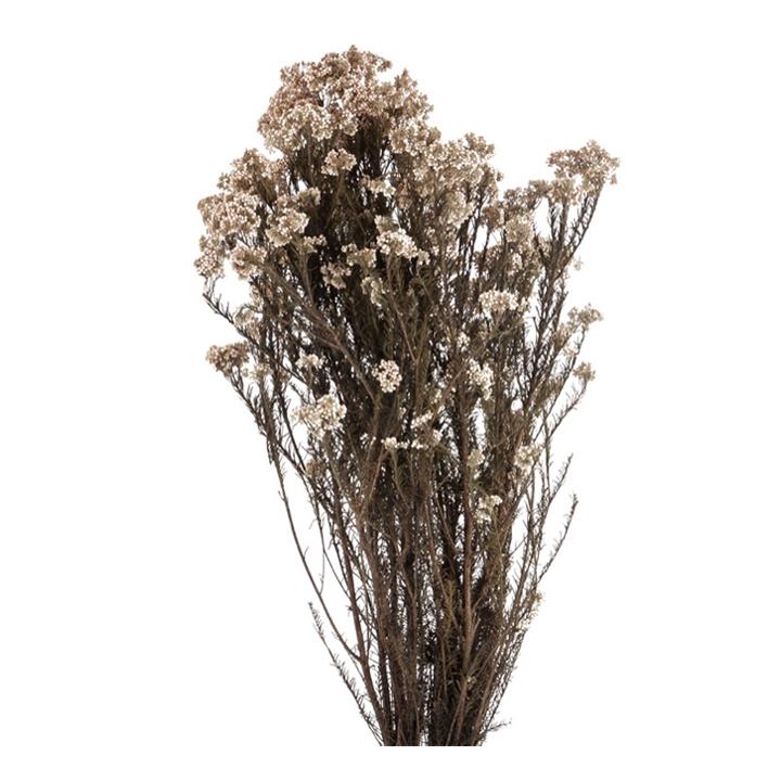 Rice Flower - Natural White