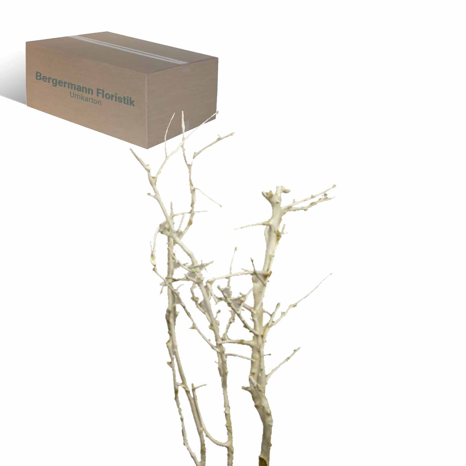 White Bush - gewachst - Creme weiß