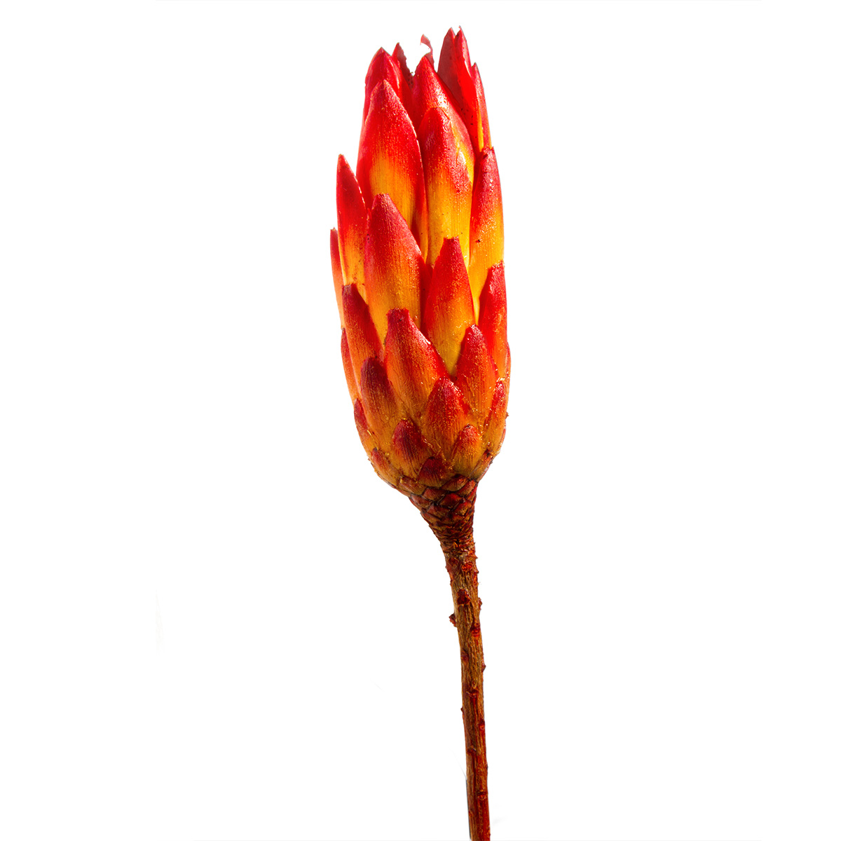 Protea Repens Groß - Rot 1. Wahl