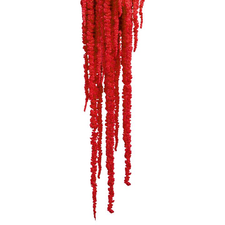 Amaranthus Fuchsschwanz - Chili