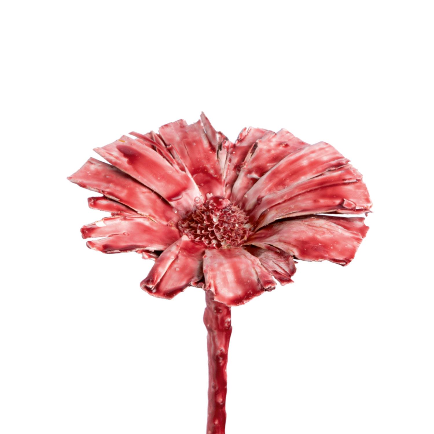 Protea geschnitten - gewachst - Burgund