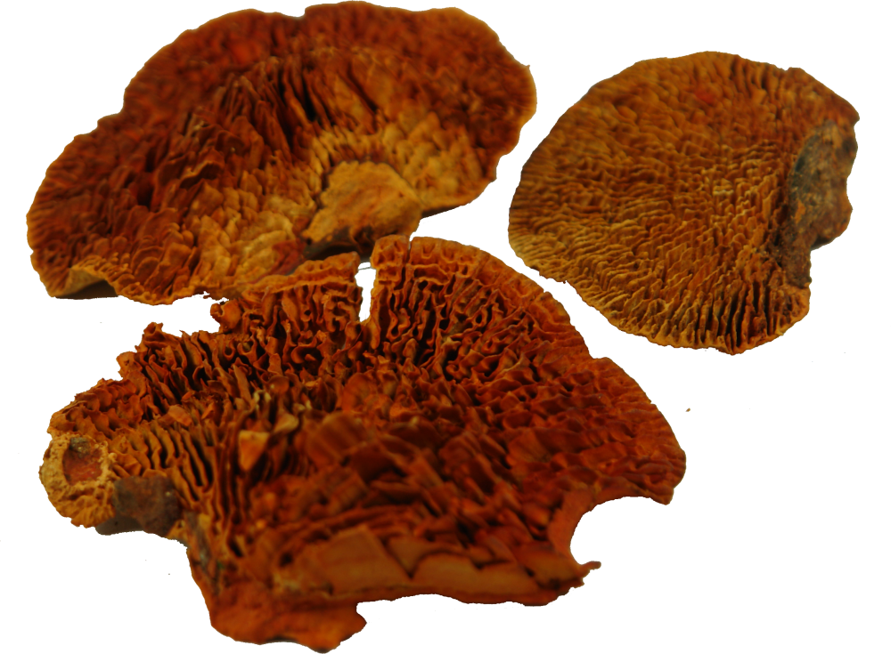 Baumschwamm lose - orange   