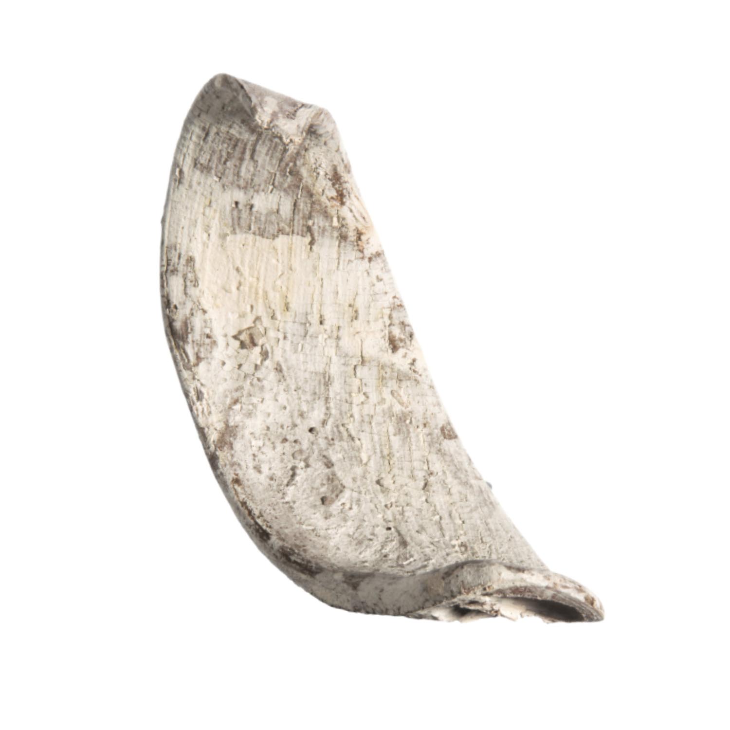 Elephant Ears in Stonewashed