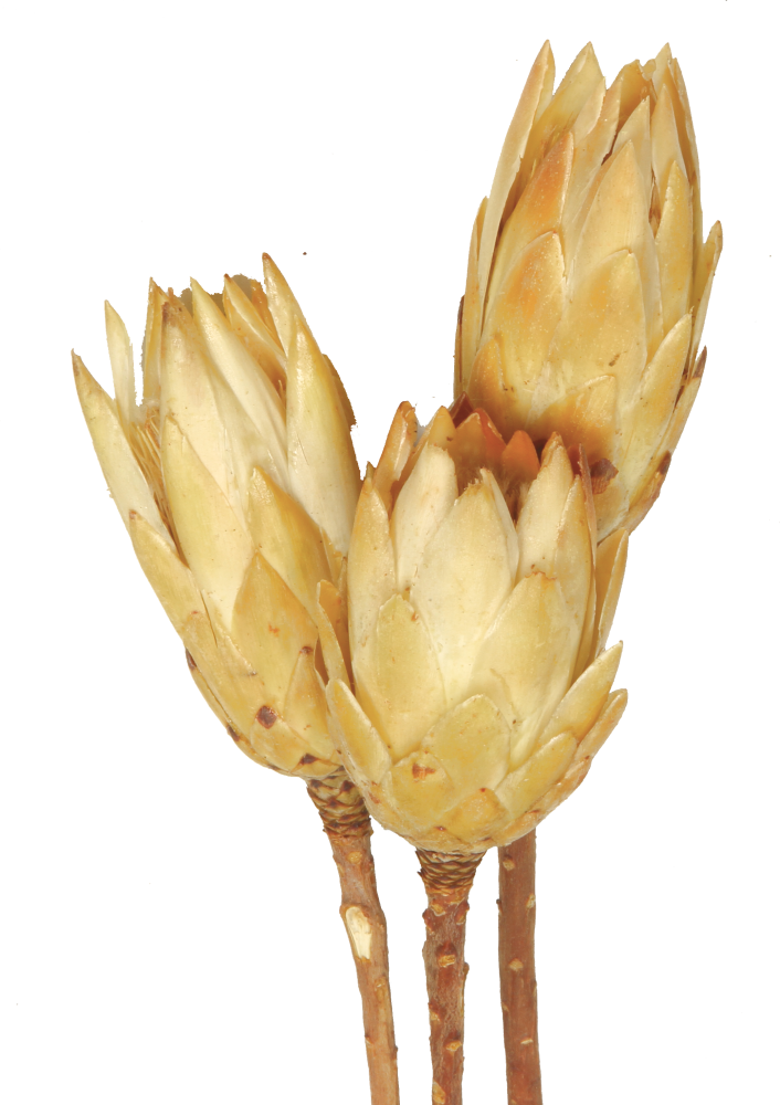Protea Repens Groß - Gold 1. Wahl
