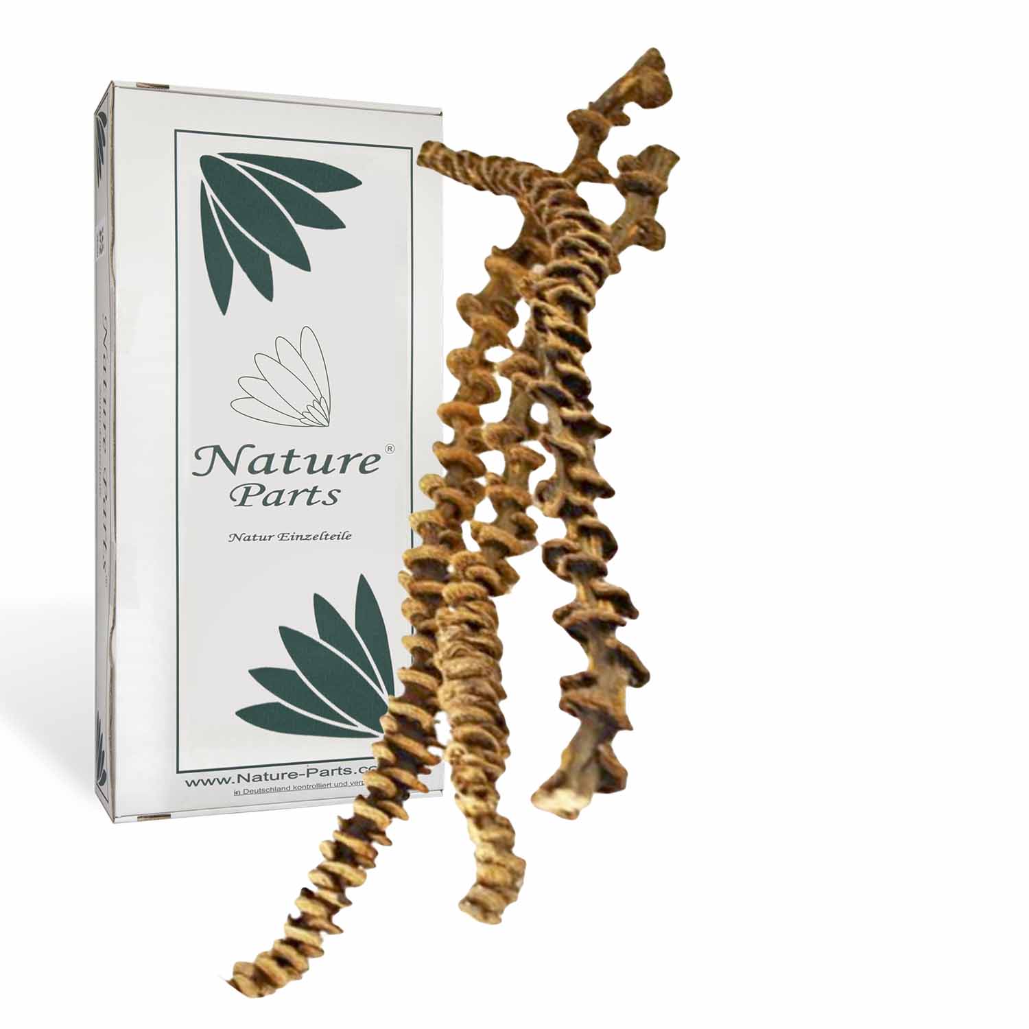 Banana Stem in Natur (50 Stück) 