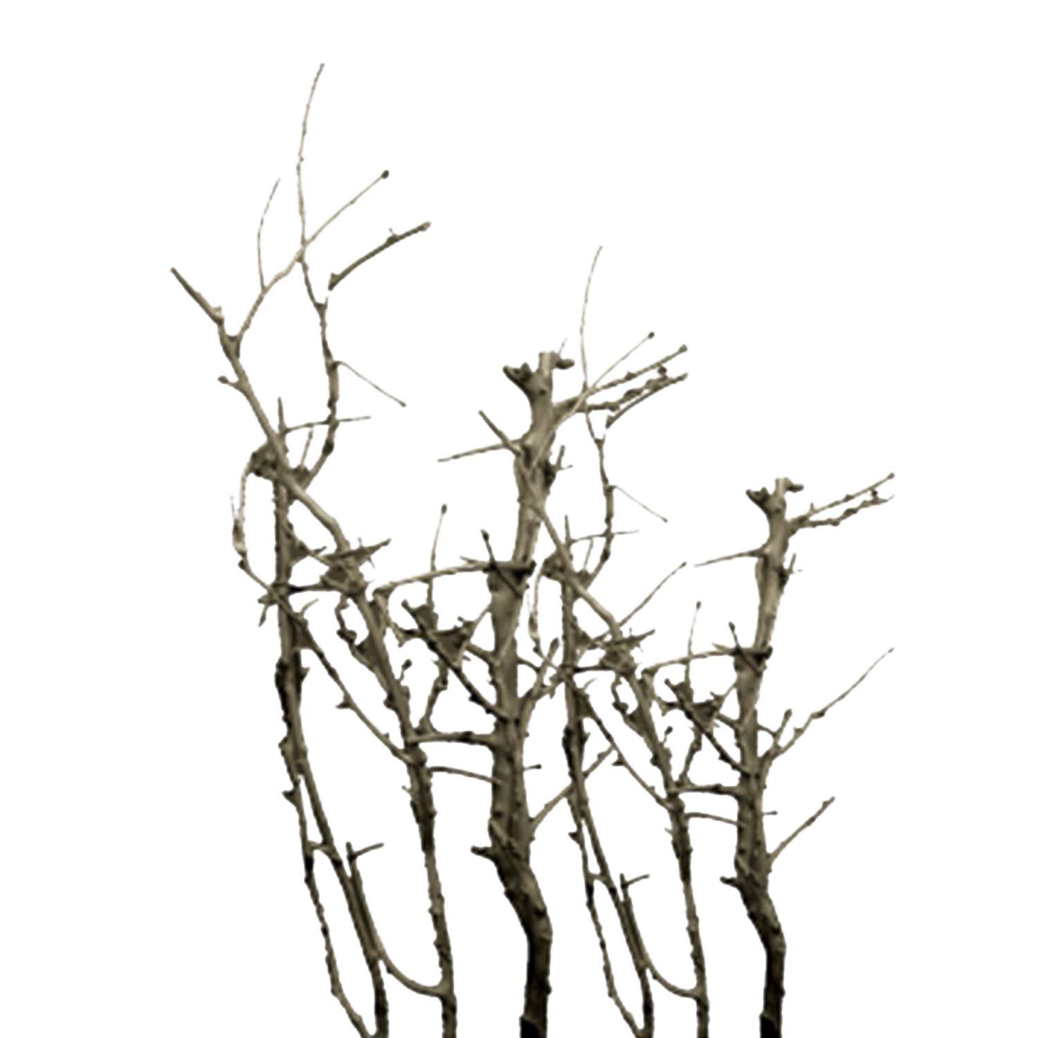 White Bush - gewachst - Mocca Grey 