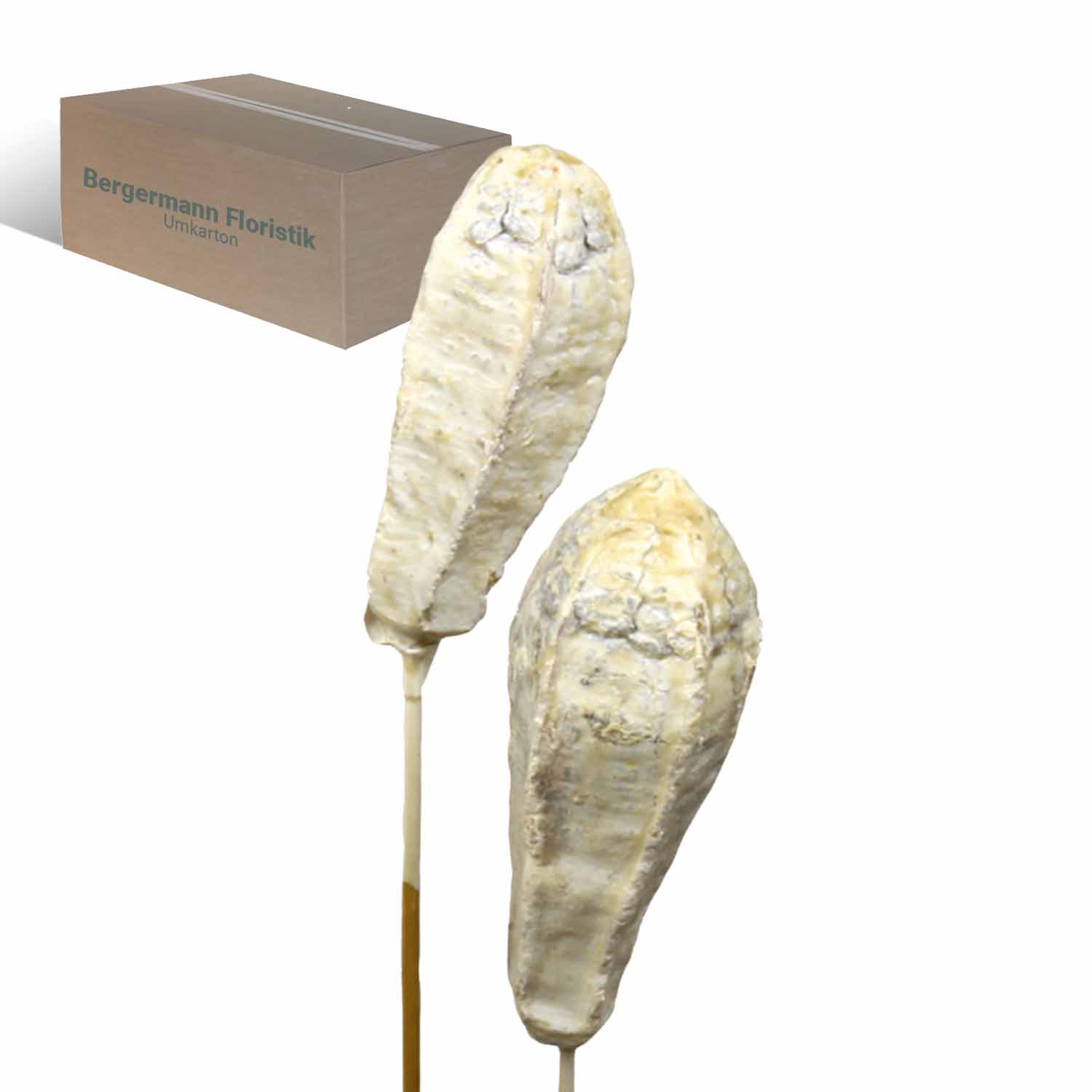 Mehogany - gewachst - Creme Weiß    