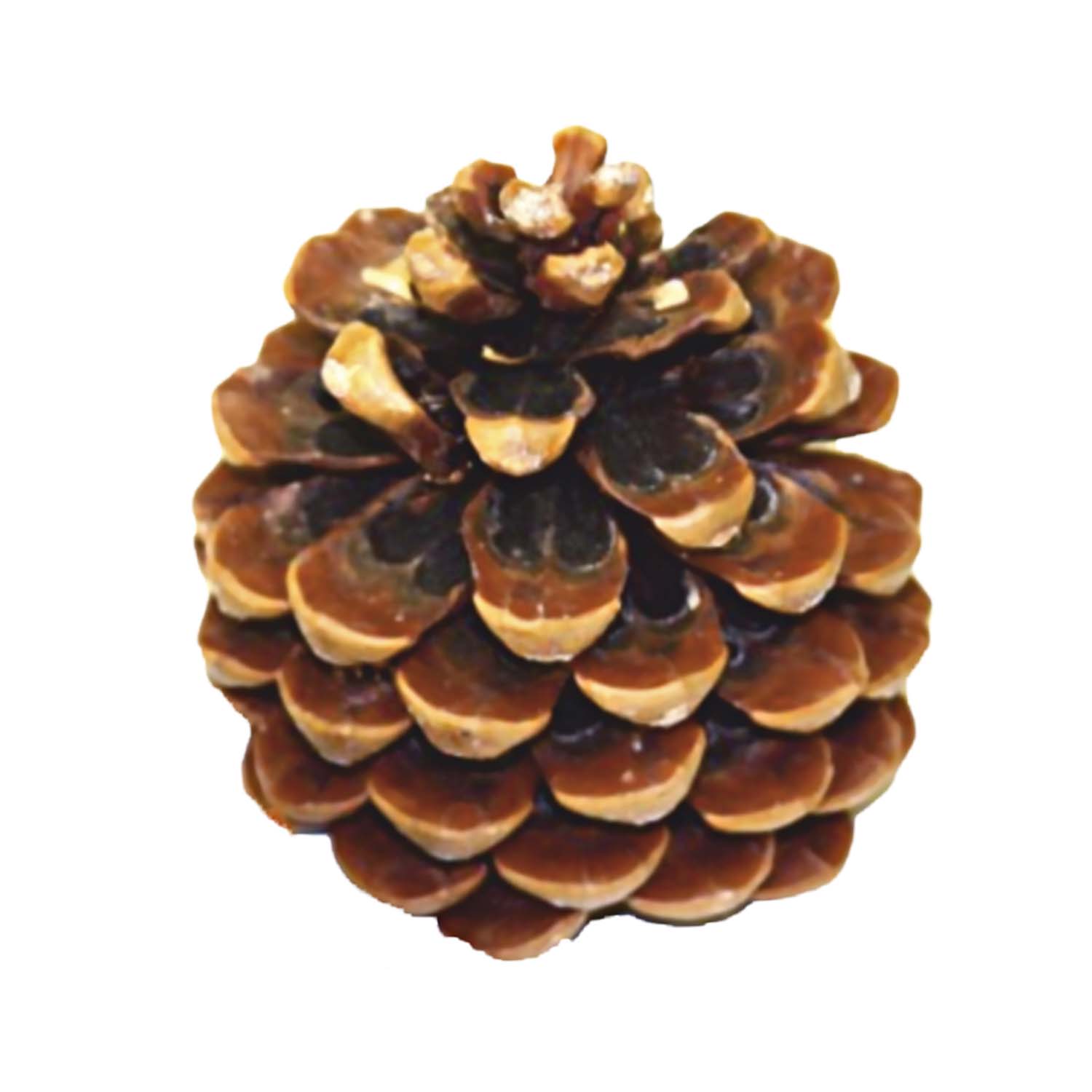 Pinea Zapfen Mittel Natur