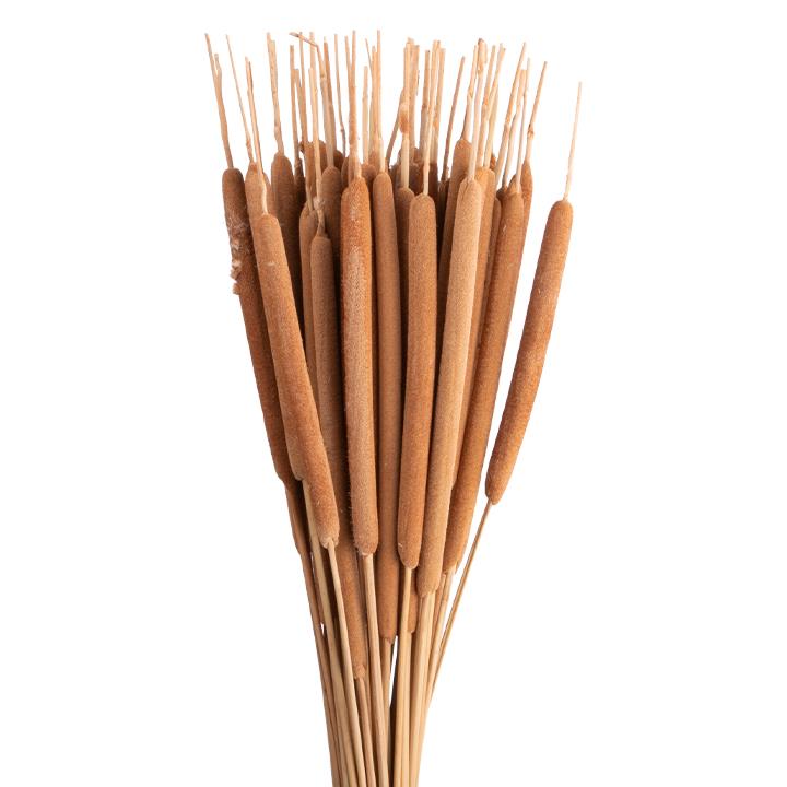 Schilfkolben - Medium - Natur 