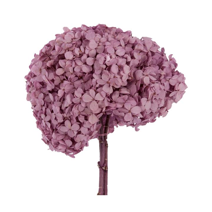 Hortensien Premium - Lavendel