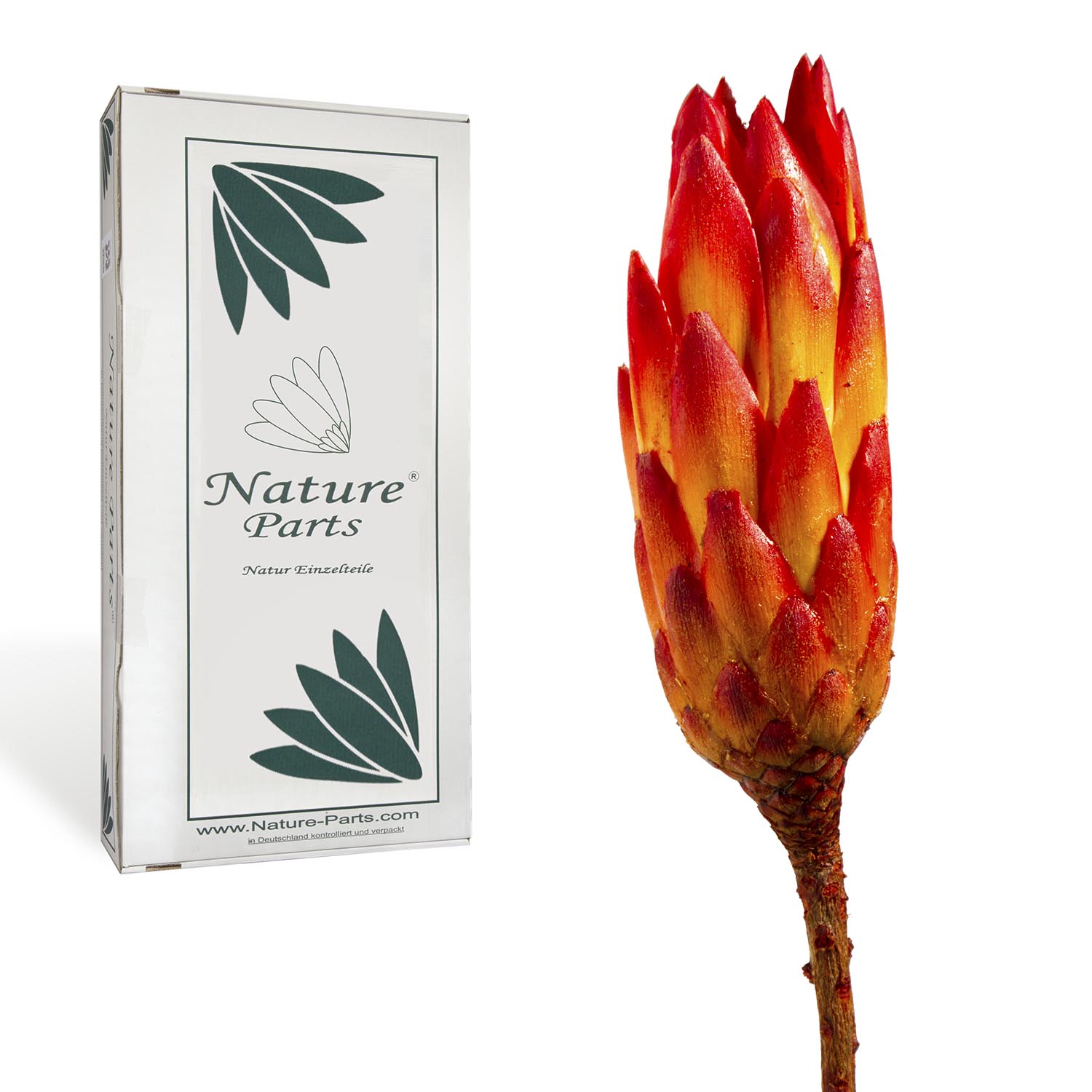 Protea Repens Groß - Rot 1. Wahl (50 Stück)