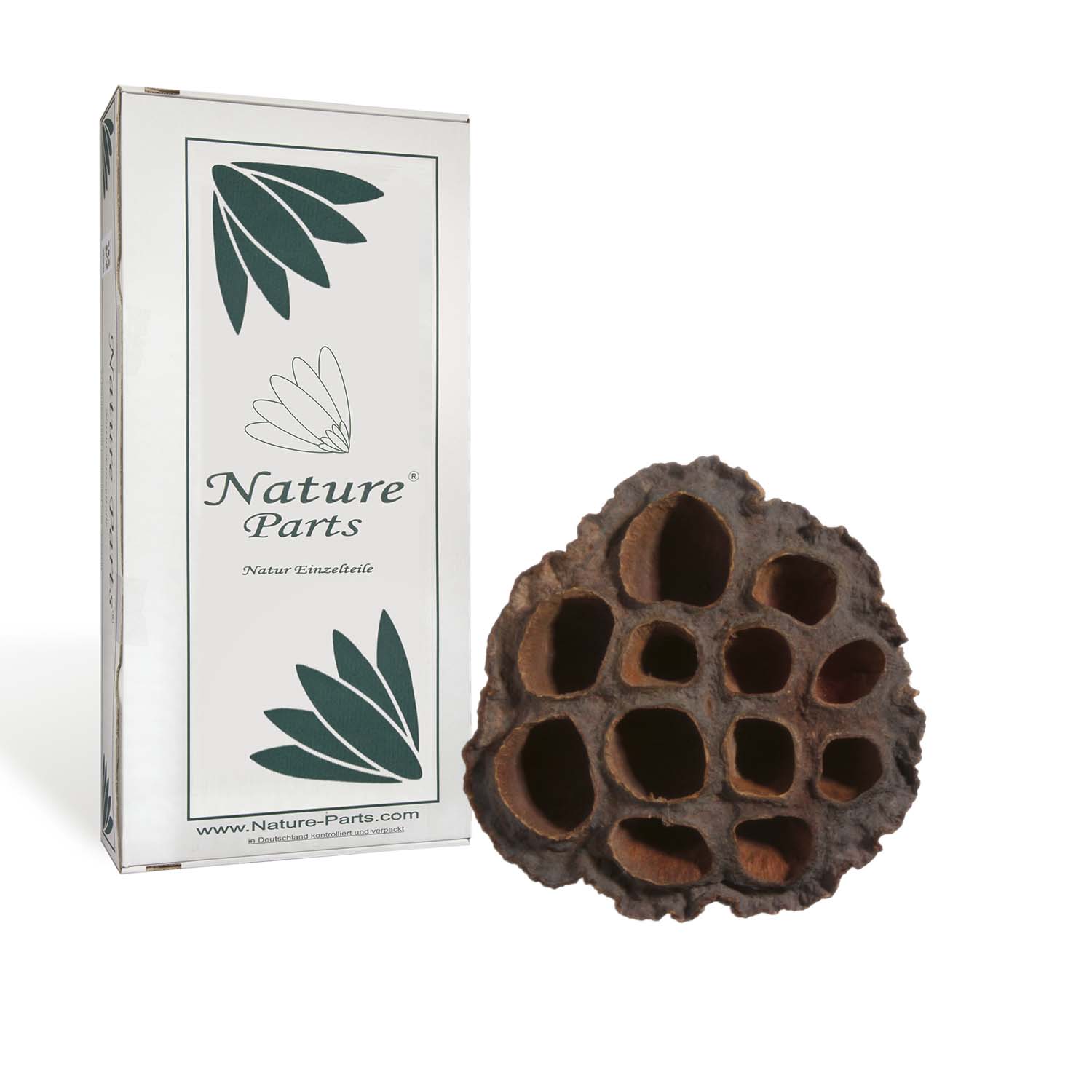 Lotus Mittel - Natur (150 Stück)