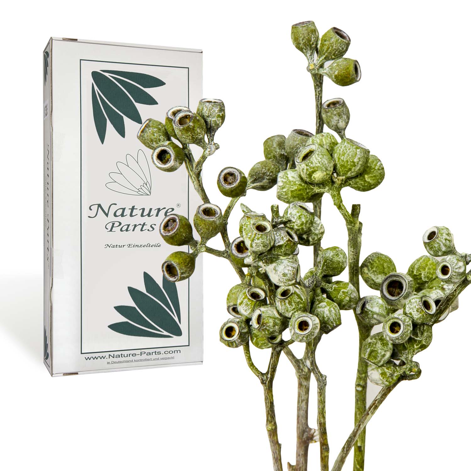 Eukalyptus Zweig - Frosted Green (50 Stück)