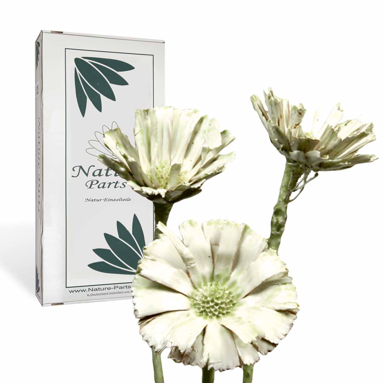 Protea geschnitten - gewachst - Grün Light (40 Stück)