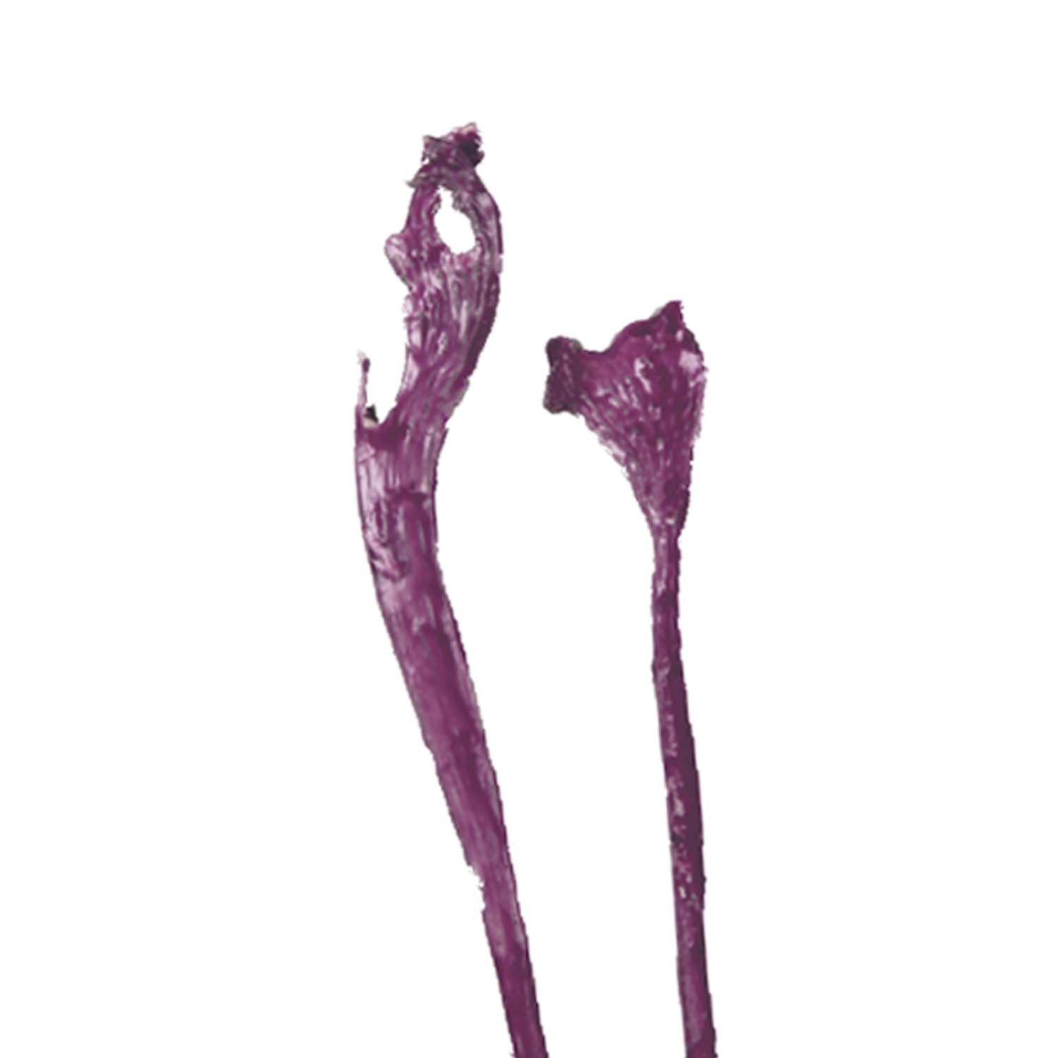 Natraj Zweig - gewachst - Brombeer