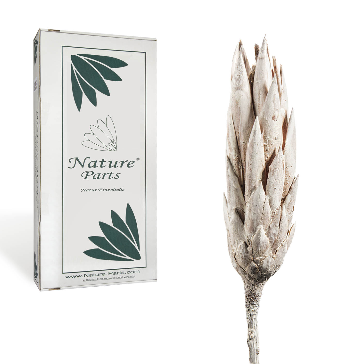 Protea Repens Klein - Whitewashed 1. Wahl (50 Stück)