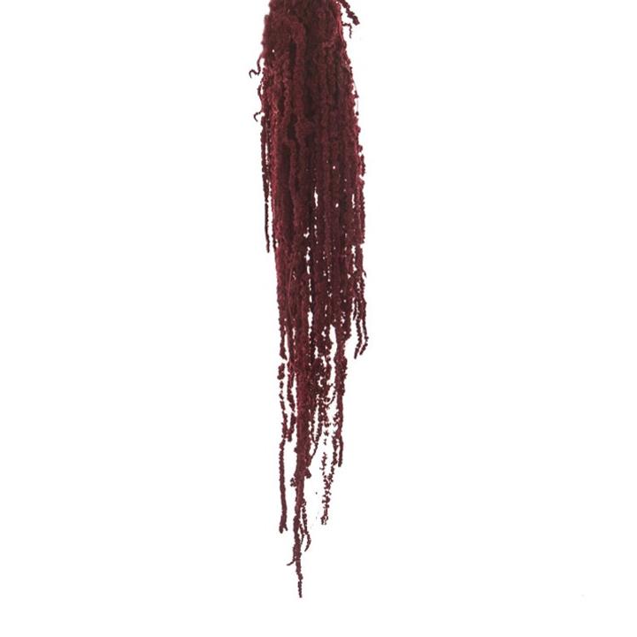 Amaranthus Fuchsschwanz - Burgundy