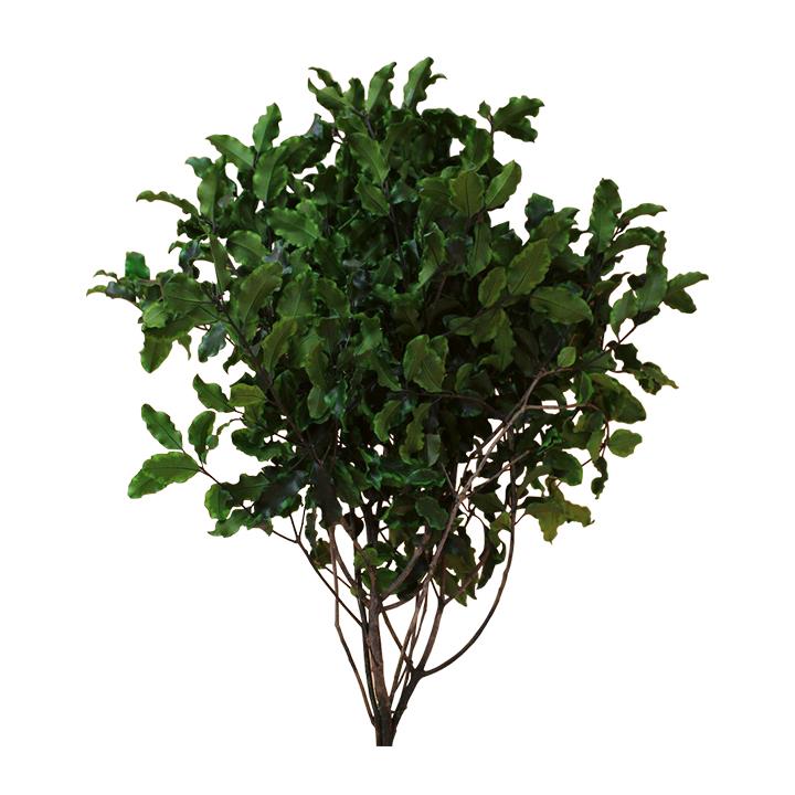 Pittosporum Tenuifolia