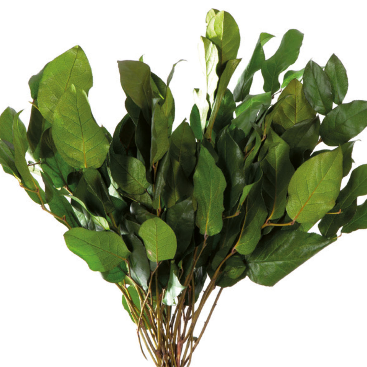 Salal Blätter - Green