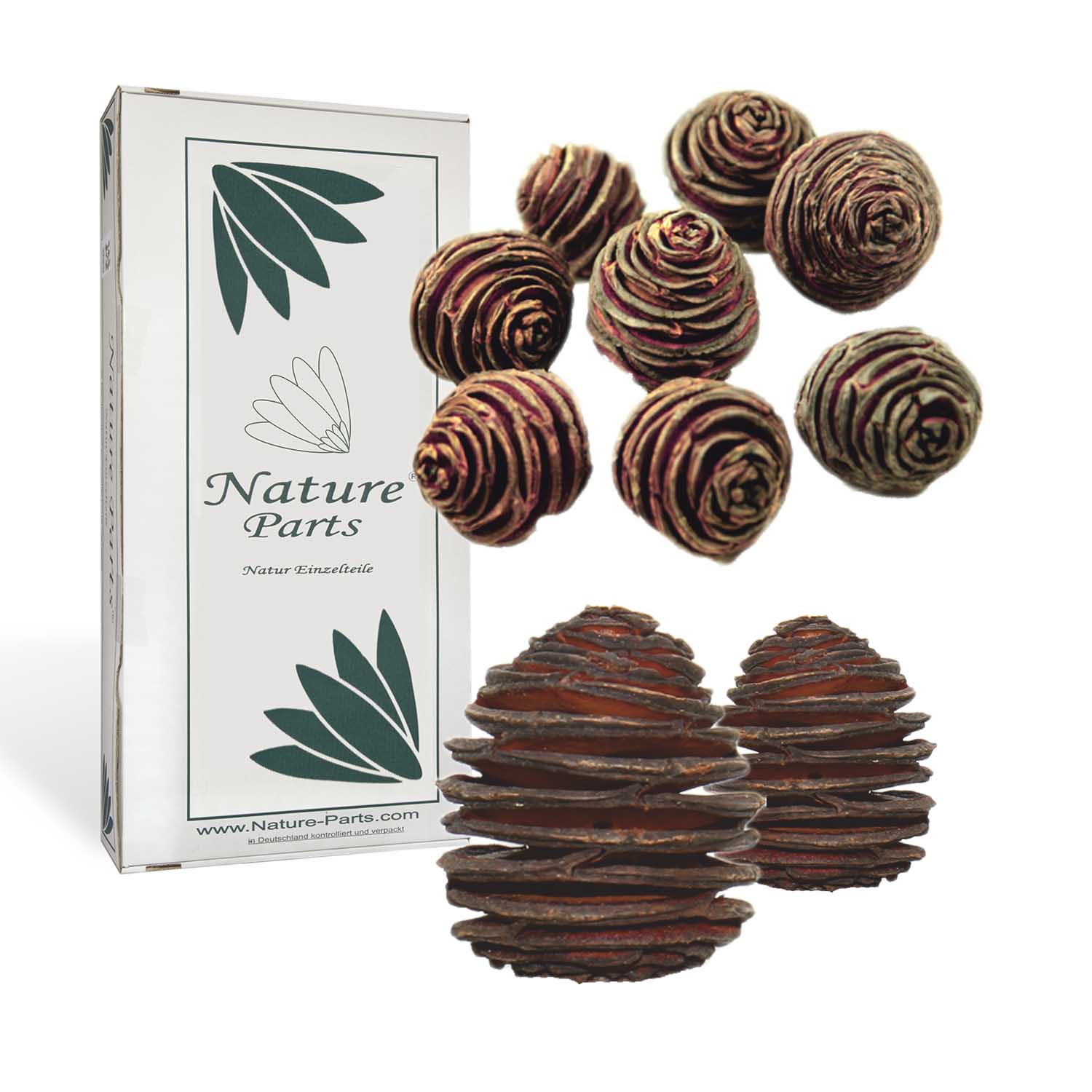 Platyspernum Zapfen - Klein - Natur (2 kg)