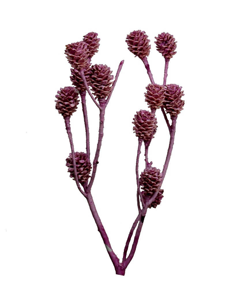 Strictum Zweig - gewachst - Brombeer