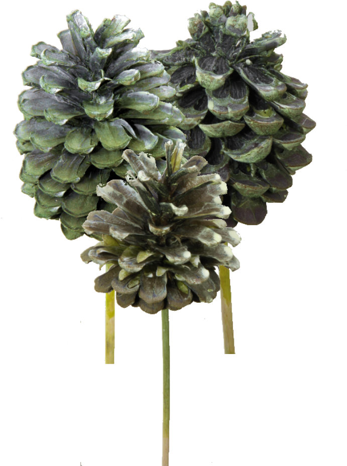Zapfen Stabsortiment - Frosted Green (50-teilig)