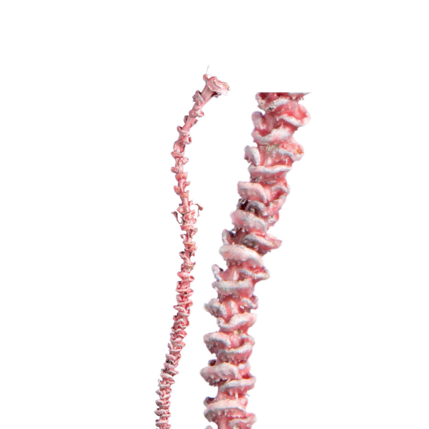 Banana Stem - gewachst - Altrosa