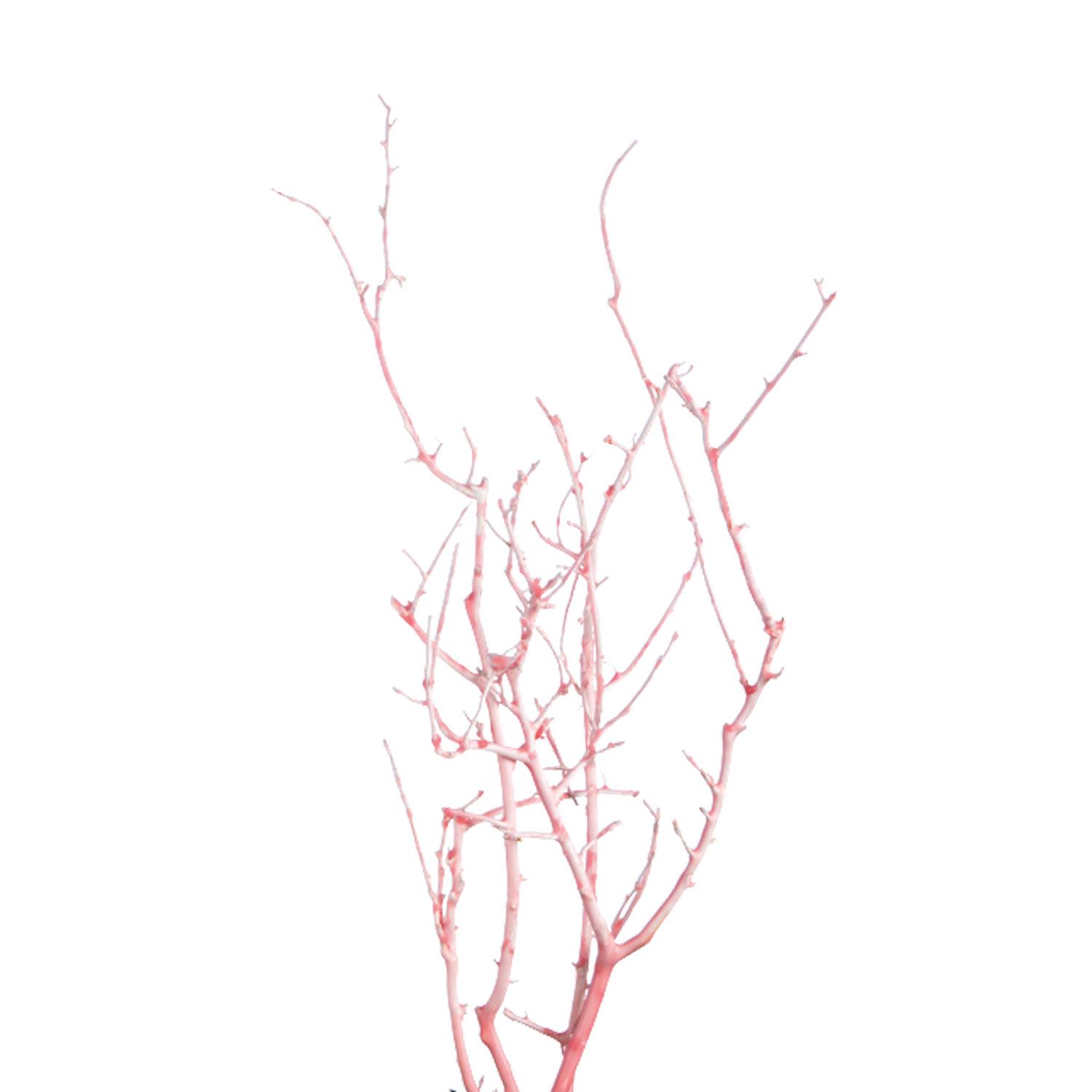 White Bush - gewachst - Altrosa