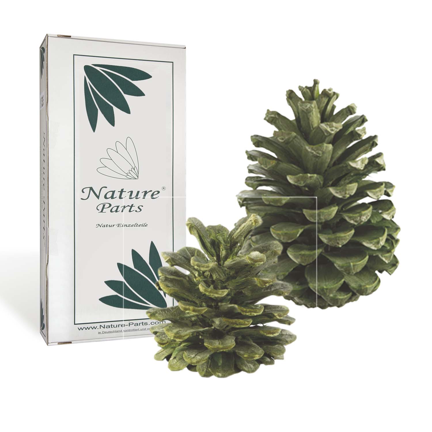 Zapfen Sortiment - Frosted Green (50 Stück)