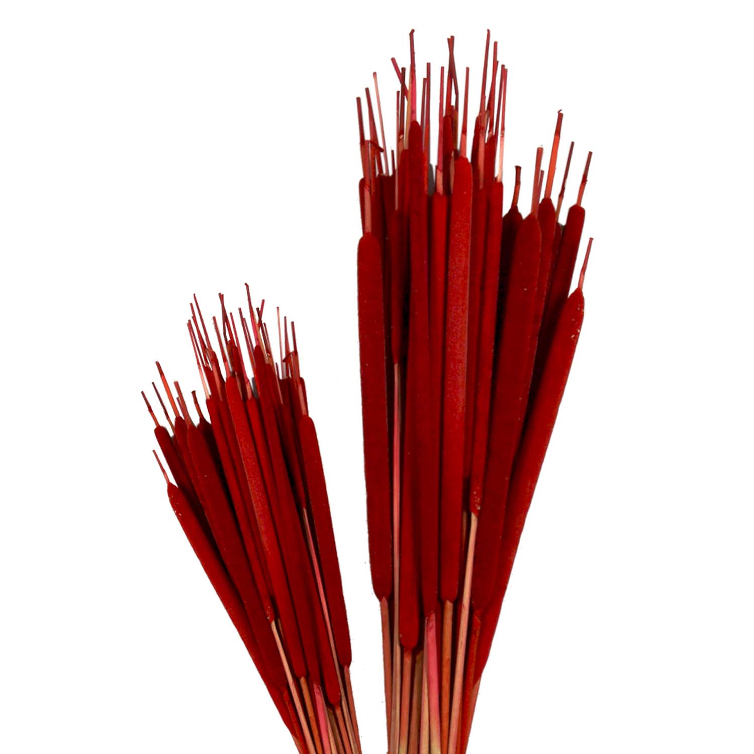 Schilfkolben - Medium - Rot (100 Stk/Bund)