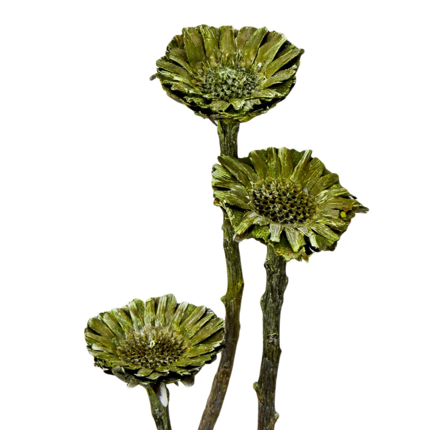 Compacta Rosette Medium (4-6cm) in Frosted Green