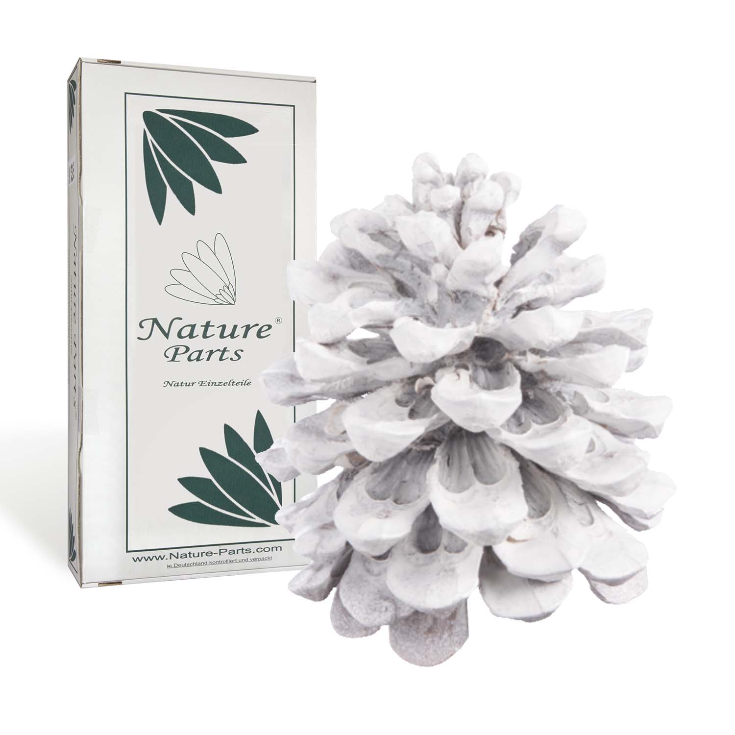 Pinea Zapfen - Mittel - Stonewashed (15 Stück)