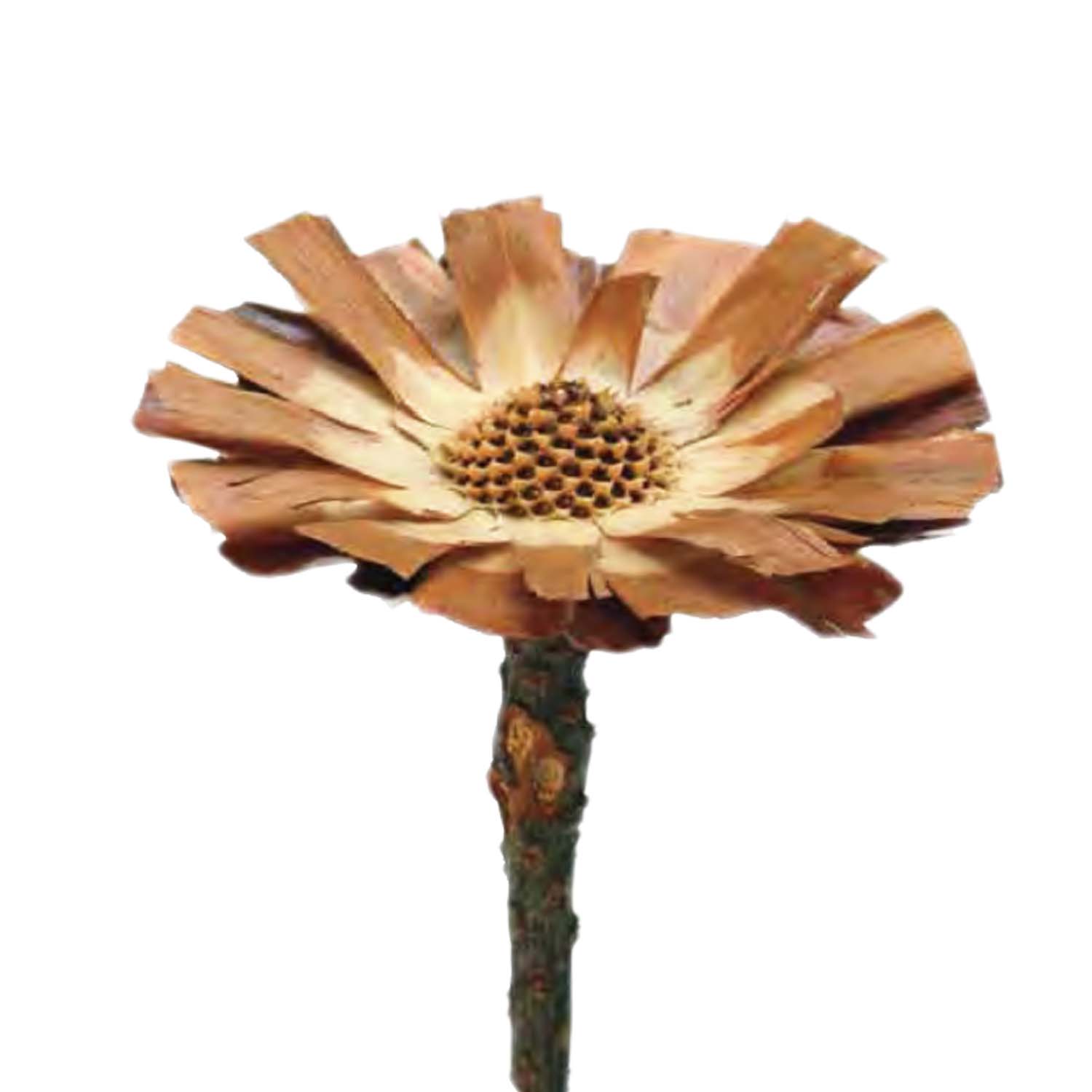 Protea geschnitten Medium - Natur 