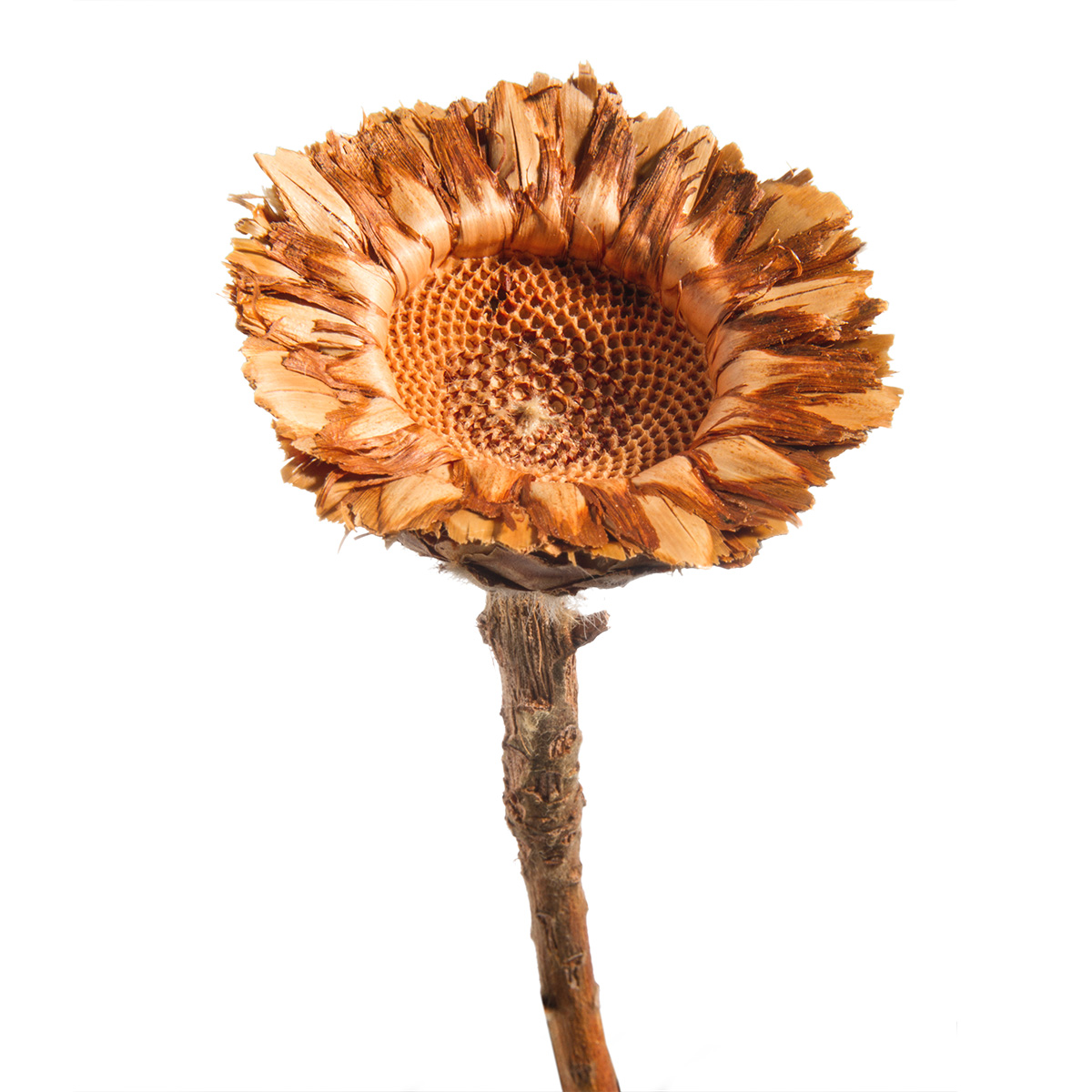 Coronata Rosette - Natur