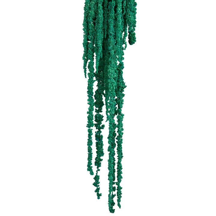 Amaranthus Fuchsschwanz - Karibik