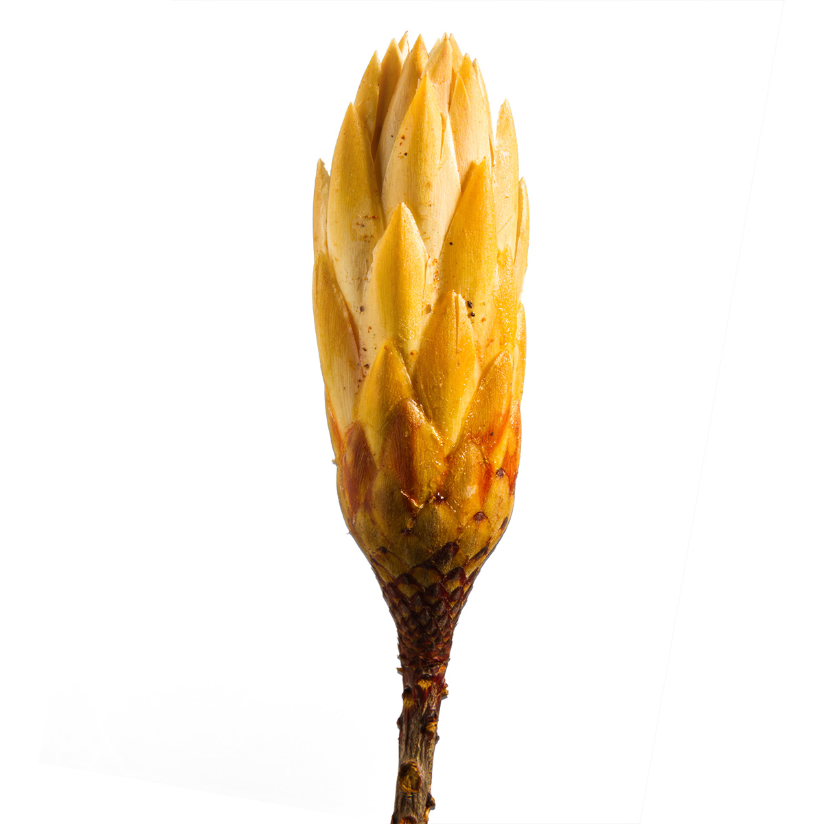 Protea Repens Klein Gold - 1. Wahl