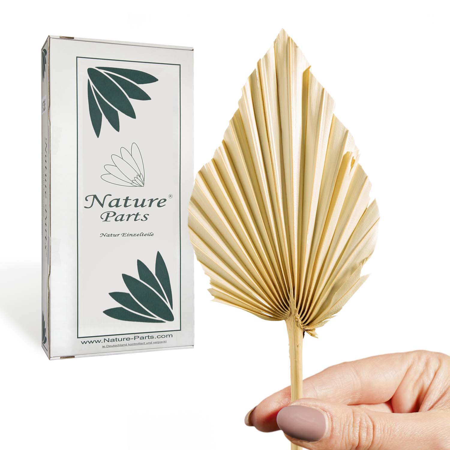 Palm Spear - Medium - Gebleicht (50 Stück)