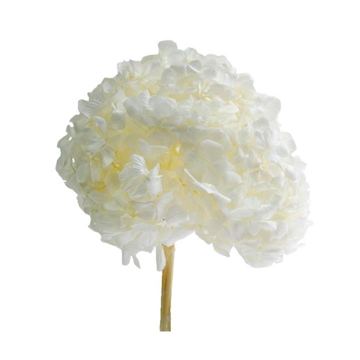 Hortensien Premium - White