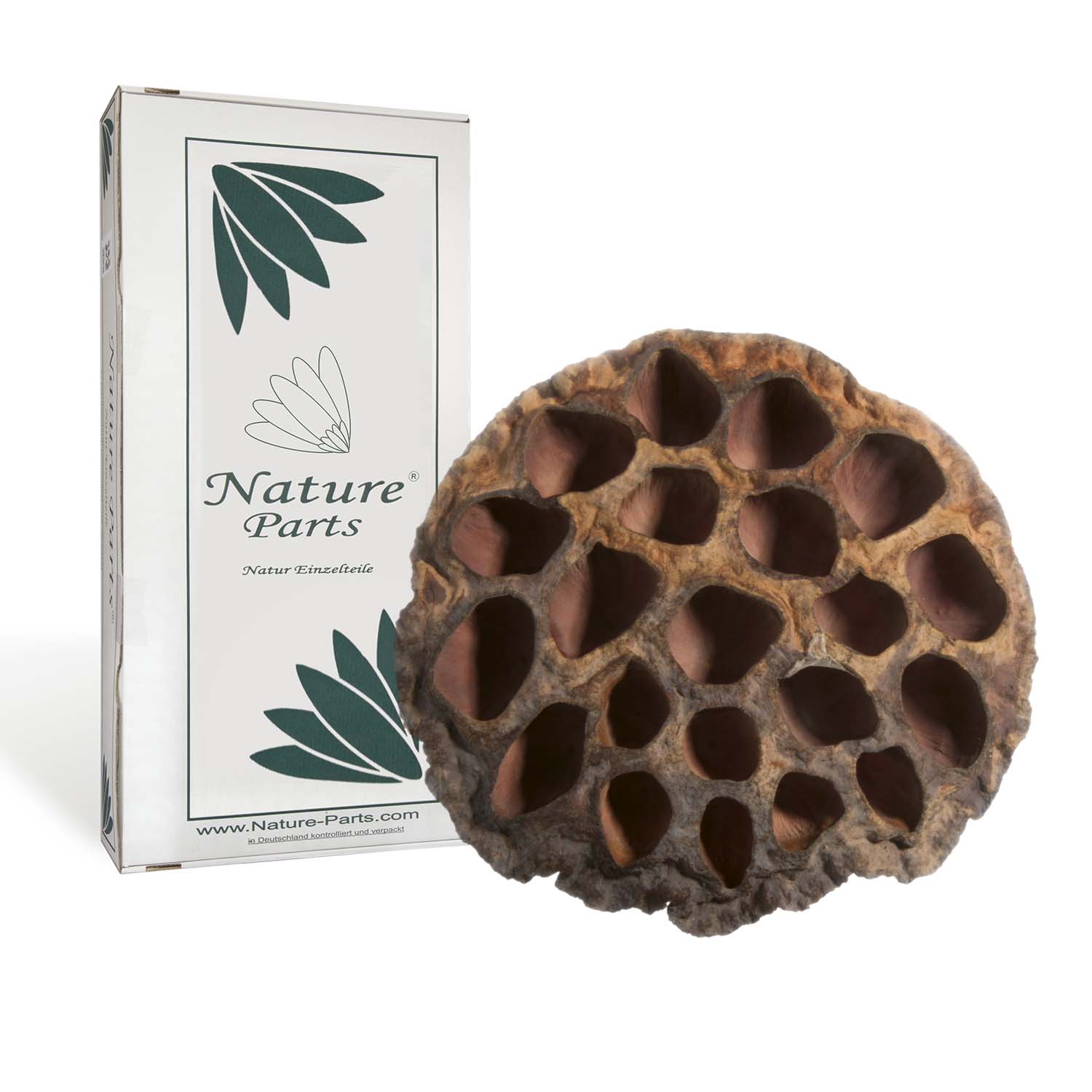 Lotus Kolben groß - Natur (100 Stück)