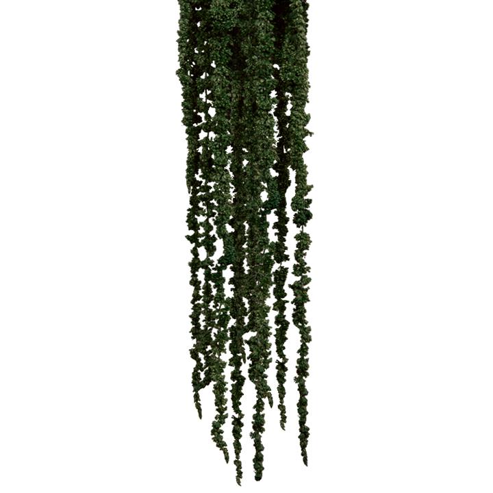 Amaranthus Fuchsschwanz - Moosgrün